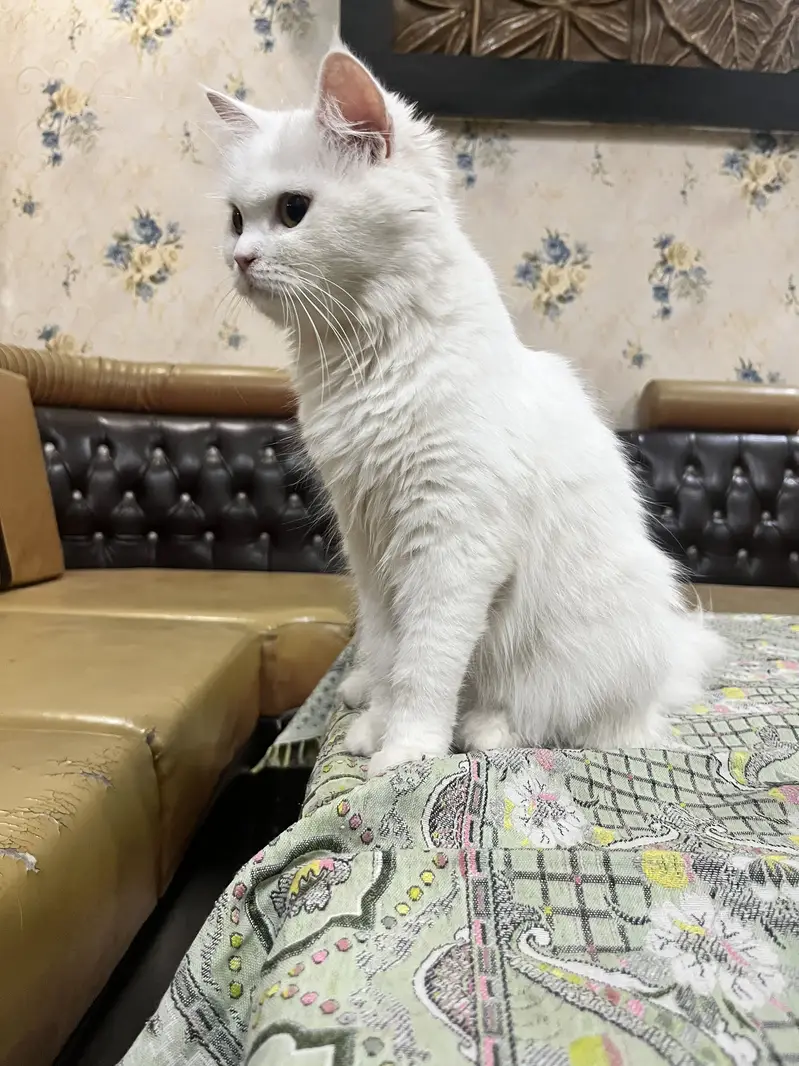 Persian cat female — photo 2