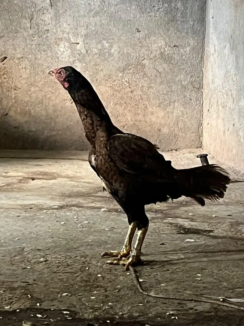 Aseel murgii — photo 2