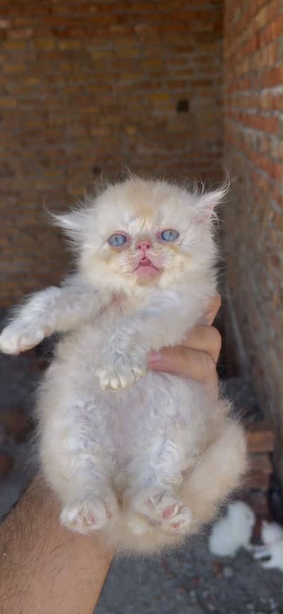 Persian kitten