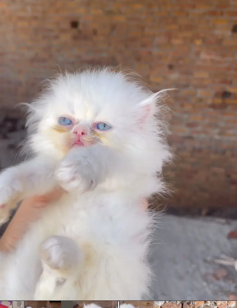 Persian kitten — photo 2