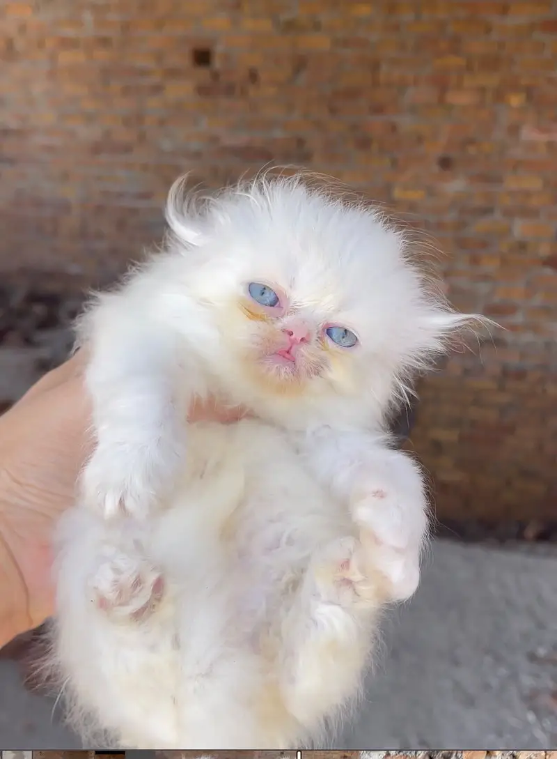 Persian kitten — photo 3