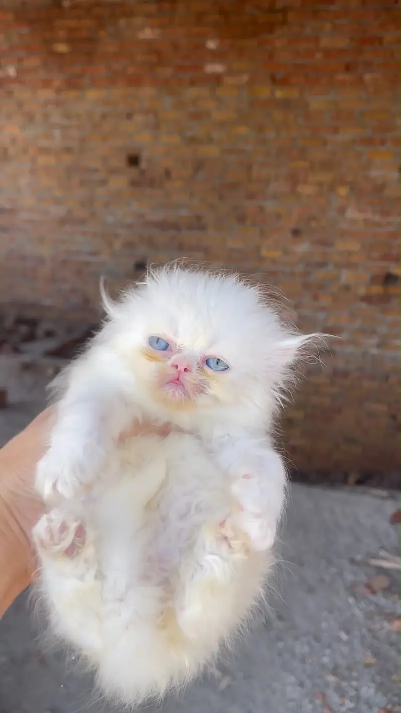 Persian kitten — photo 5