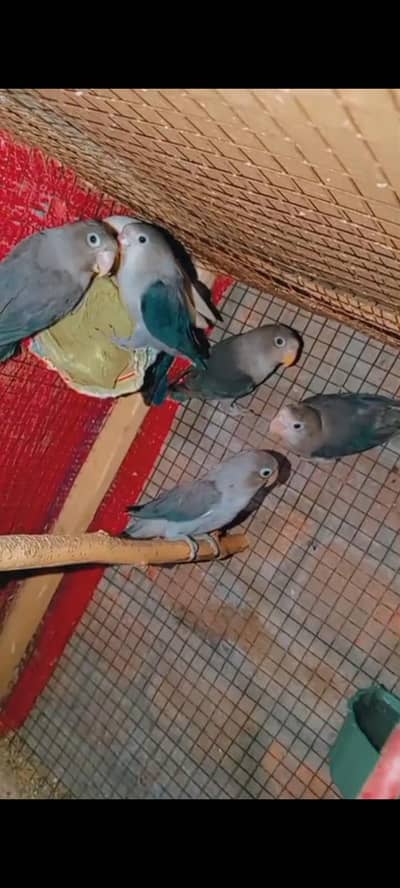 love birds parrots, Australian parrots, finches, diamond dove, hens