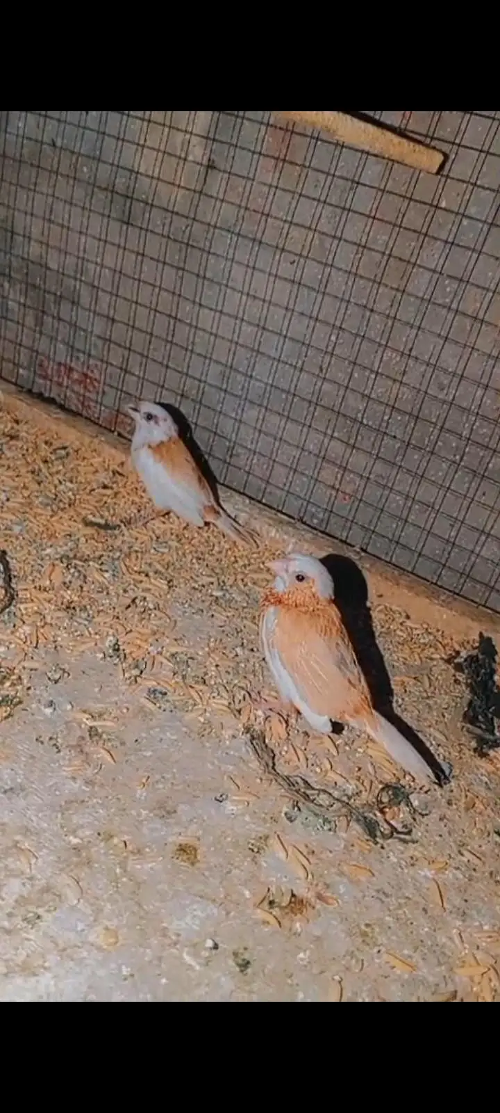 love birds parrots, Australian parrots, finches, diamond dove, hens — photo 3