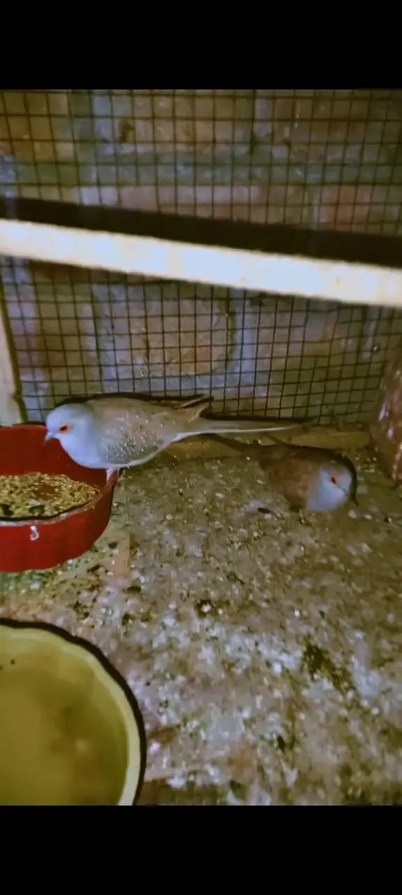 love birds parrots, Australian parrots, finches, diamond dove, hens — photo 4