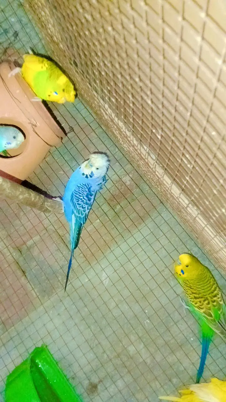 love birds parrots, Australian parrots, finches, diamond dove, hens — photo 5