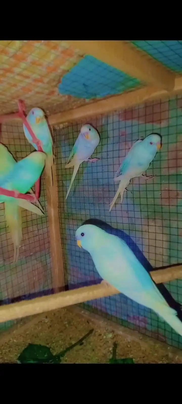 love birds parrots, Australian parrots, finches, diamond dove, hens — photo 6