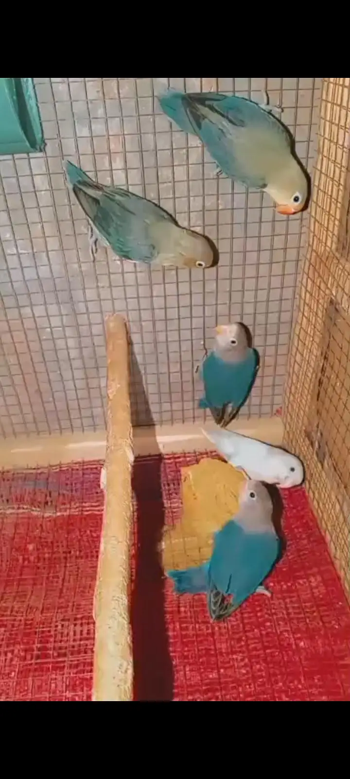 love birds parrots, Australian parrots, finches, diamond dove, hens — photo 7