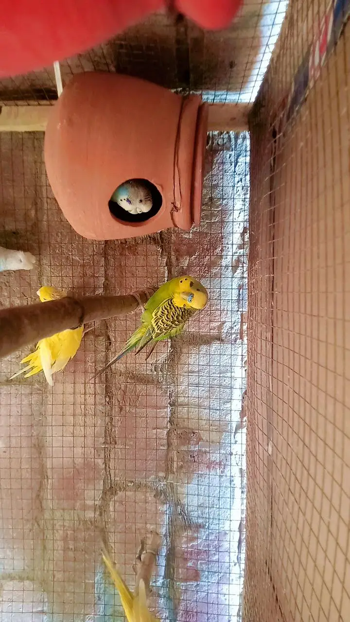 love birds parrots, Australian parrots, finches, diamond dove, hens — photo 8