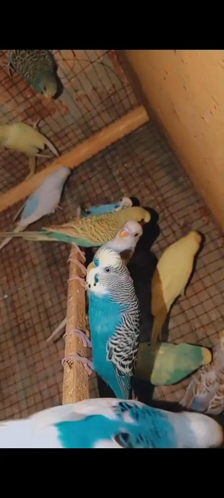 love birds parrots, Australian parrots, finches, diamond dove, hens — photo 9