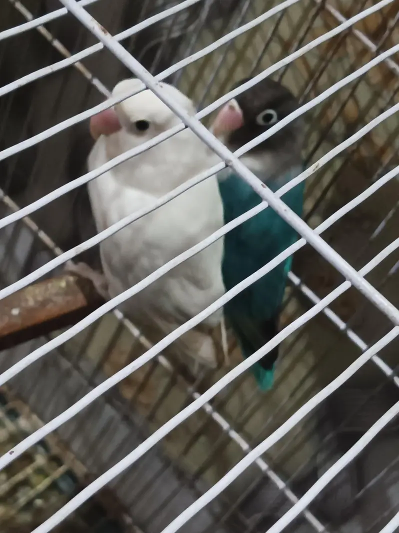 love birds for sale — photo 2