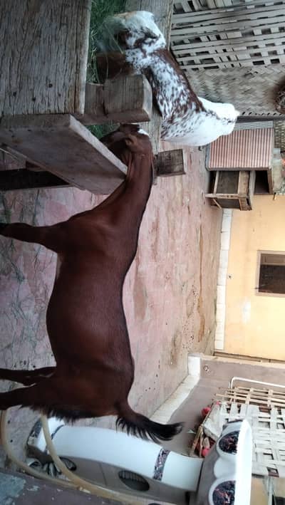 pure makhi chini path and brbre path for sel multan