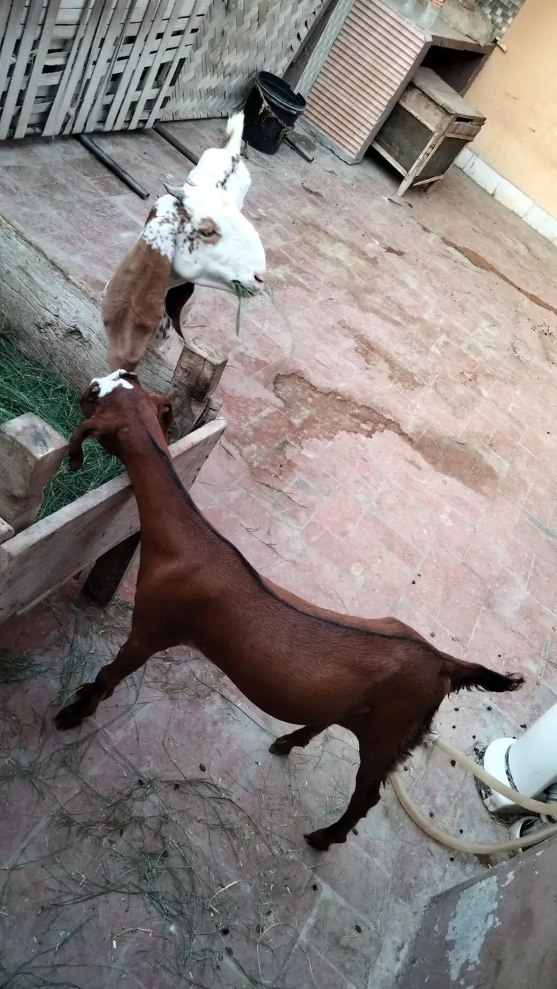 pure makhi chini path and brbre path for sel multan — photo 2