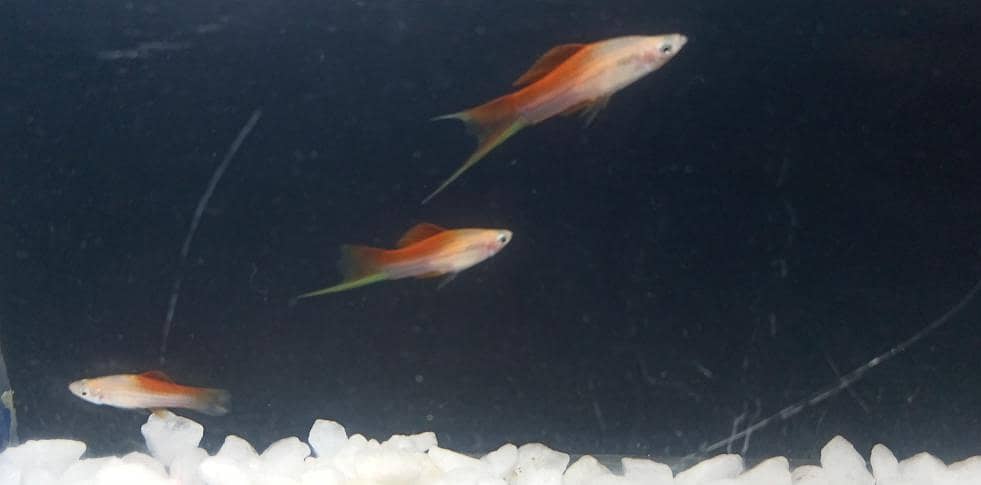 pineapple swordtail Fish 1