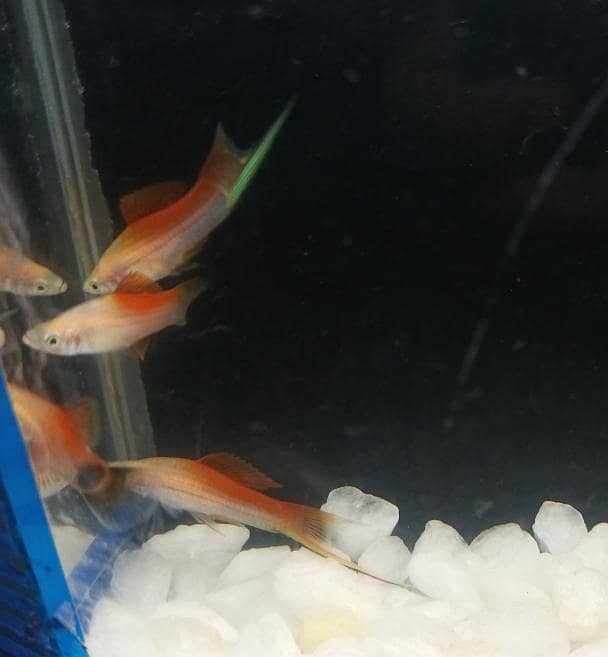 pineapple swordtail Fish 2