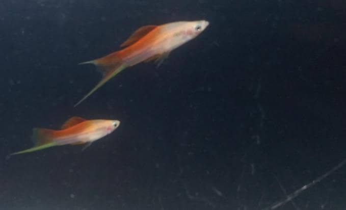 pineapple swordtail Fish 3