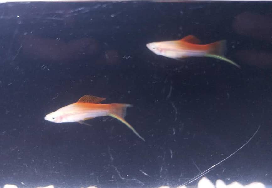 pineapple swordtail Fish 4