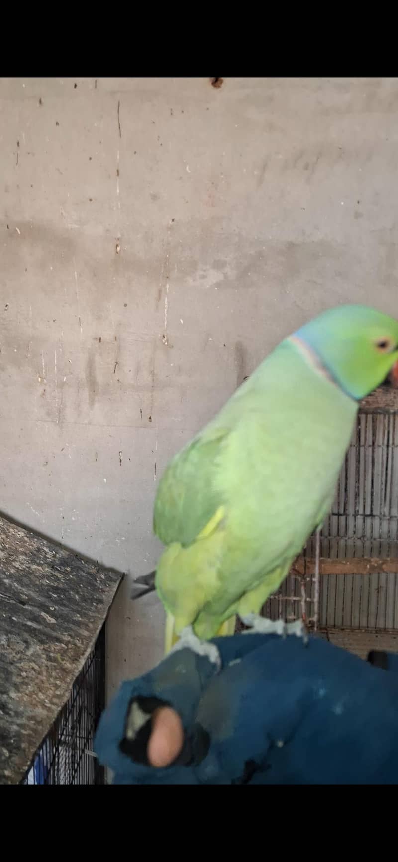 Talking Green Ringneck 0