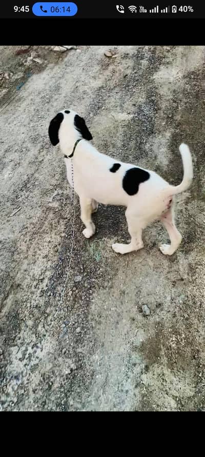 guilter labra cross puppy for sale age 2 month