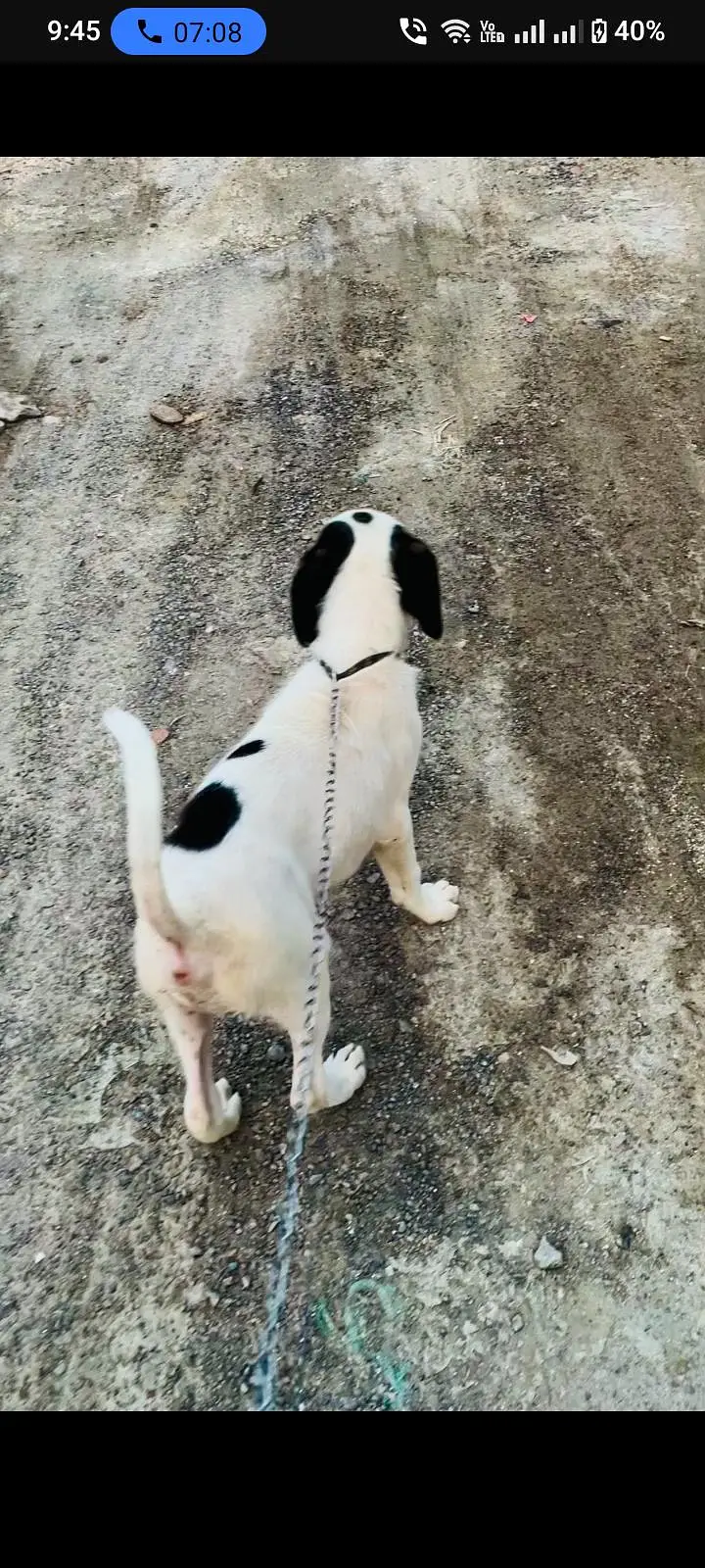 guilter labra cross puppy for sale age 2 month — photo 2