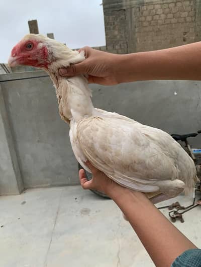 Qandhari Paper white Female