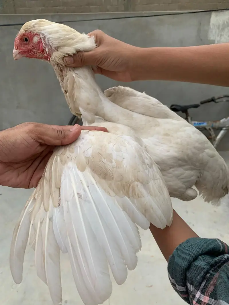 Qandhari Paper white Female — photo 3