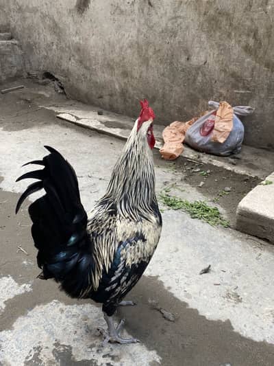 Golden Misri hen