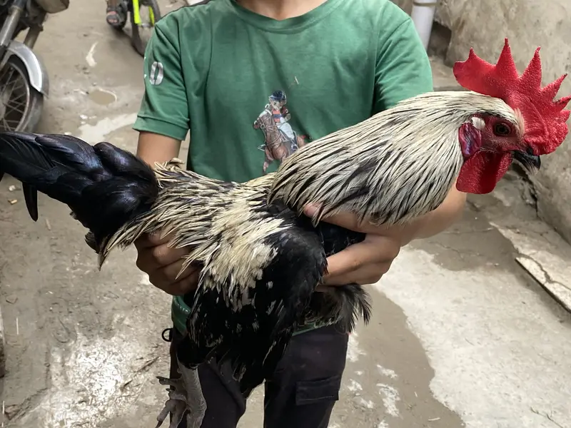 Golden Misri hen — photo 2