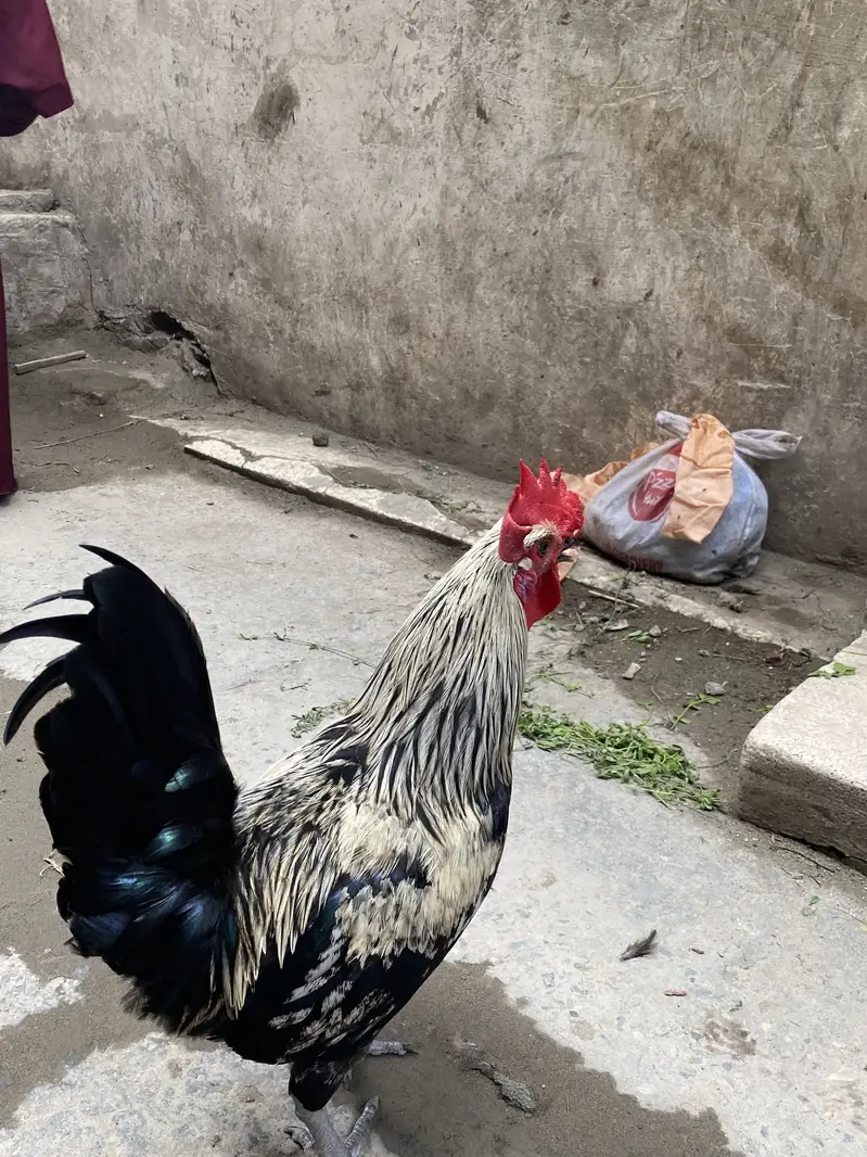Golden Misri hen — photo 3