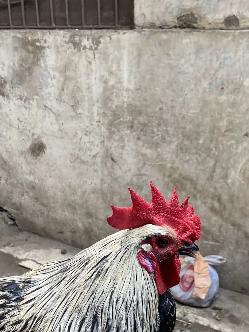 Golden Misri hen — photo 4