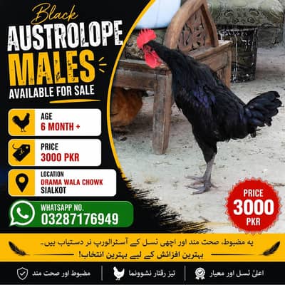 Austrope Male In Good Quality