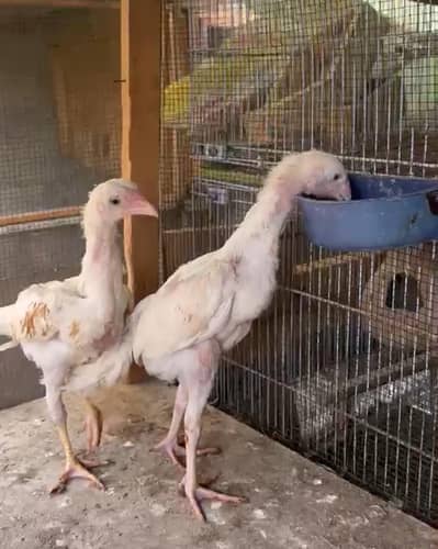 White King Shamo Chick Pair
