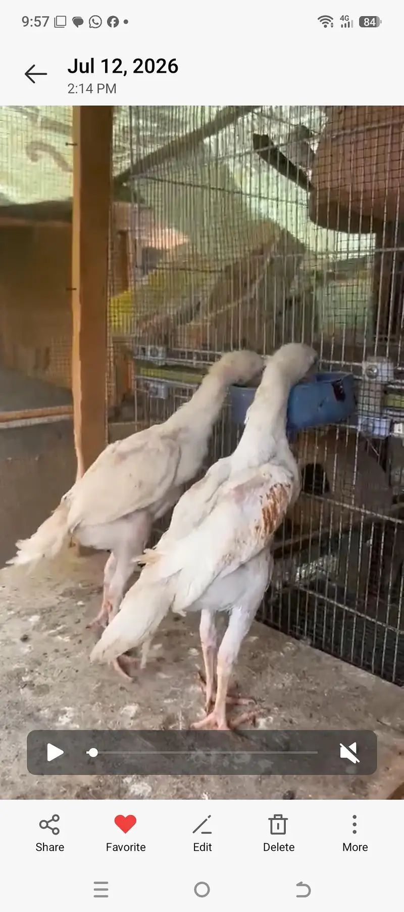 White King Shamo Chick Pair — photo 2