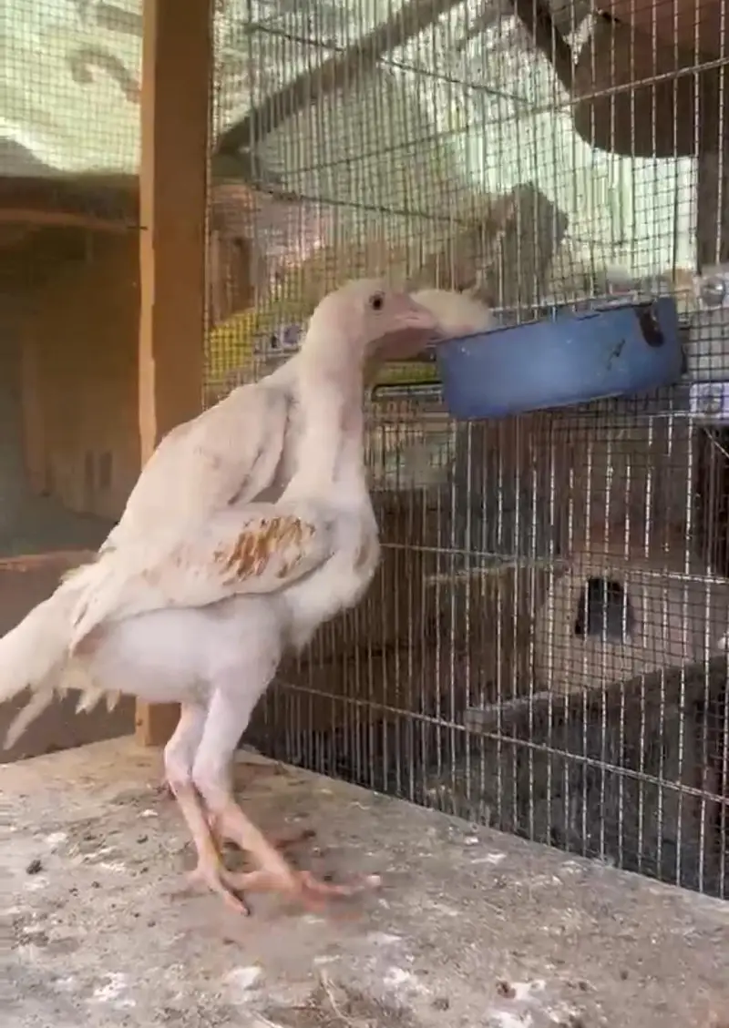 White King Shamo Chick Pair — photo 3