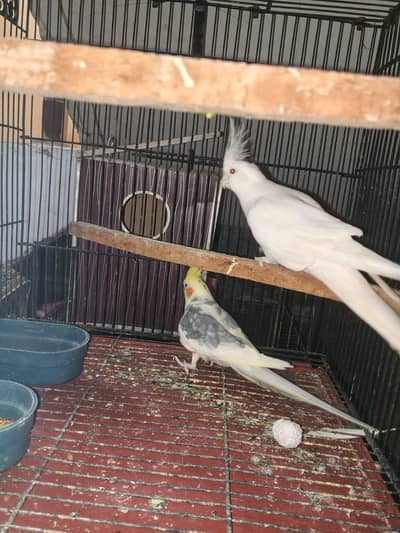 Required cocktail breedar pair