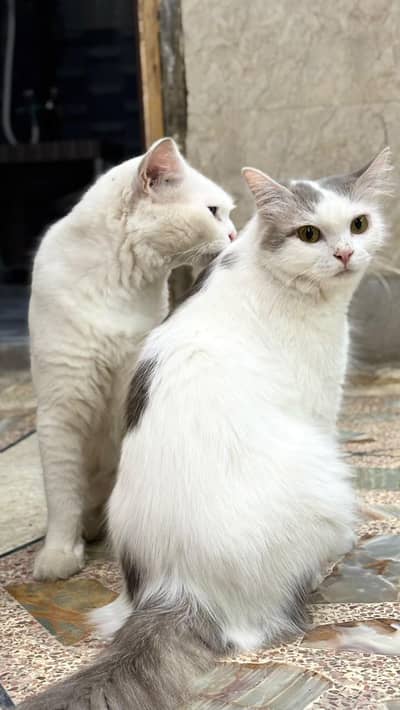 persian male nd fe male cats for adoption