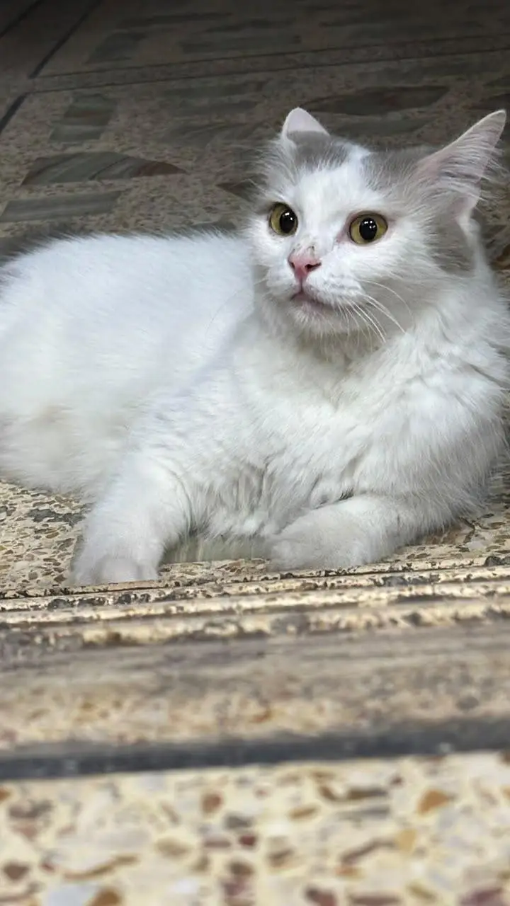 persian male nd fe male cats for adoption — photo 2