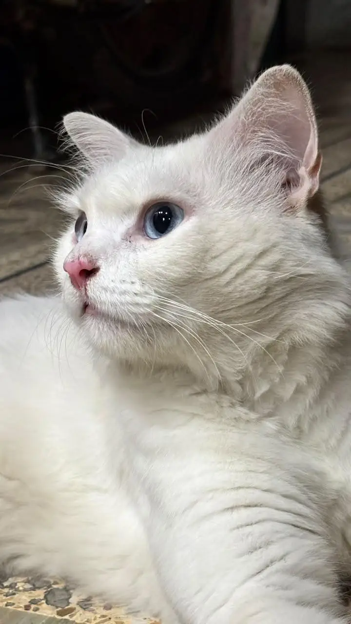 persian male nd fe male cats for adoption — photo 3