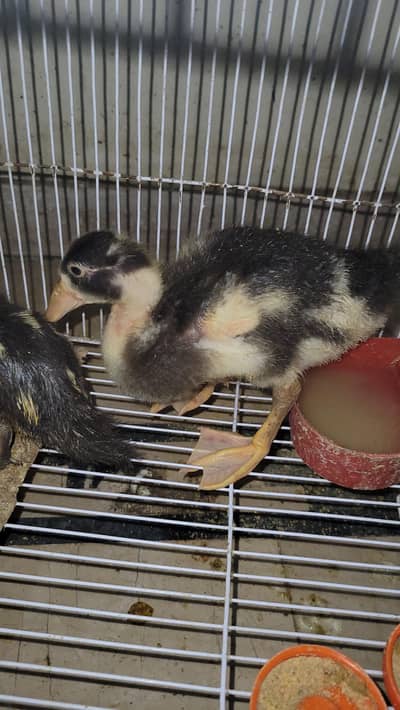 musvovy ducks baby and duckling for sale