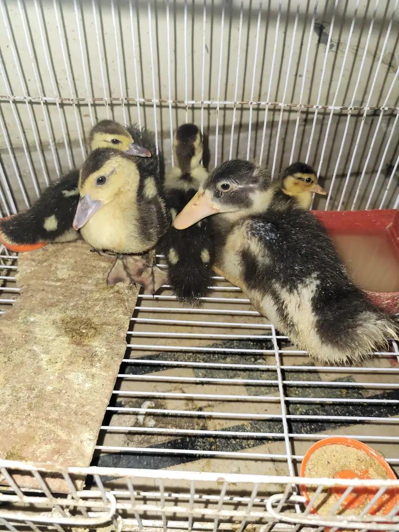 musvovy ducks baby and duckling for sale — photo 2