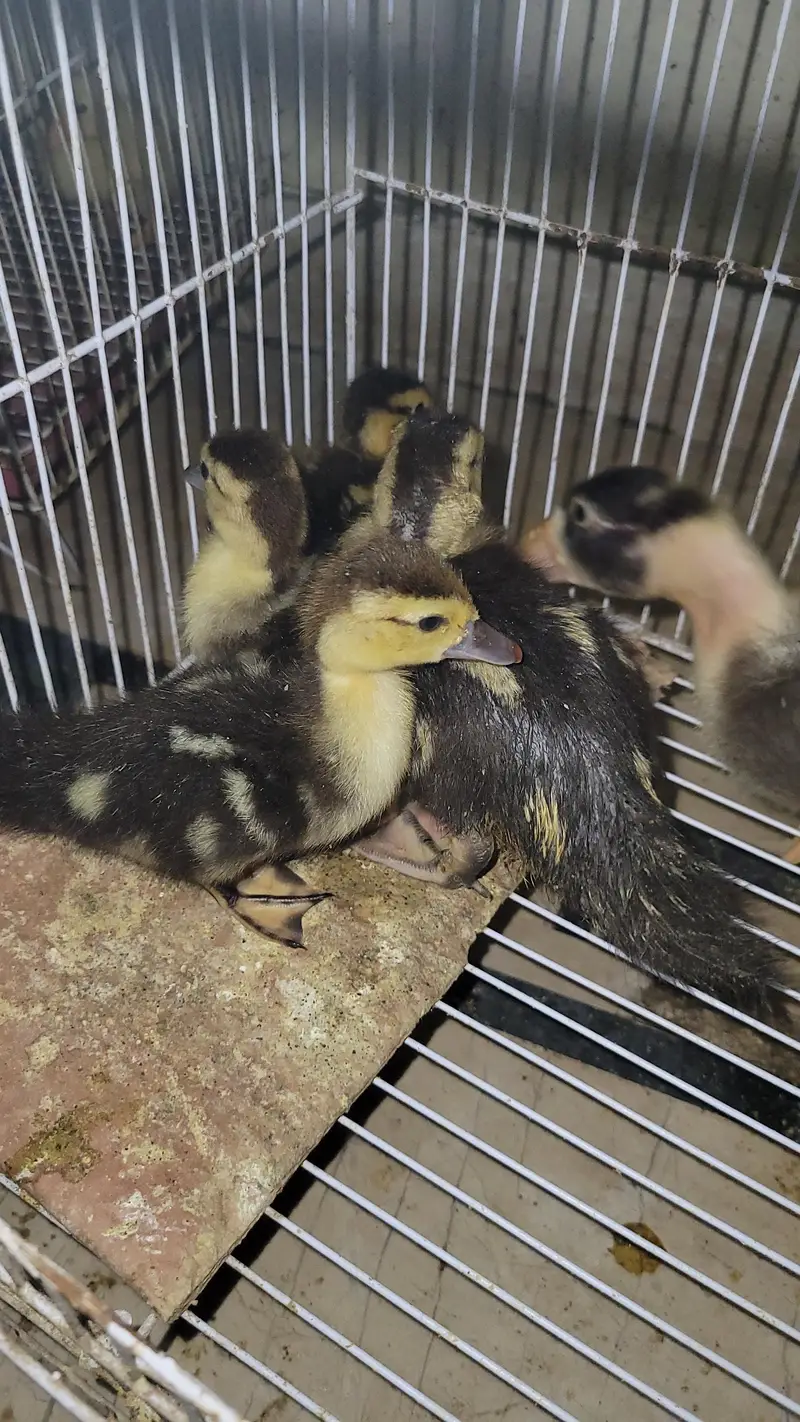 musvovy ducks baby and duckling for sale — photo 3