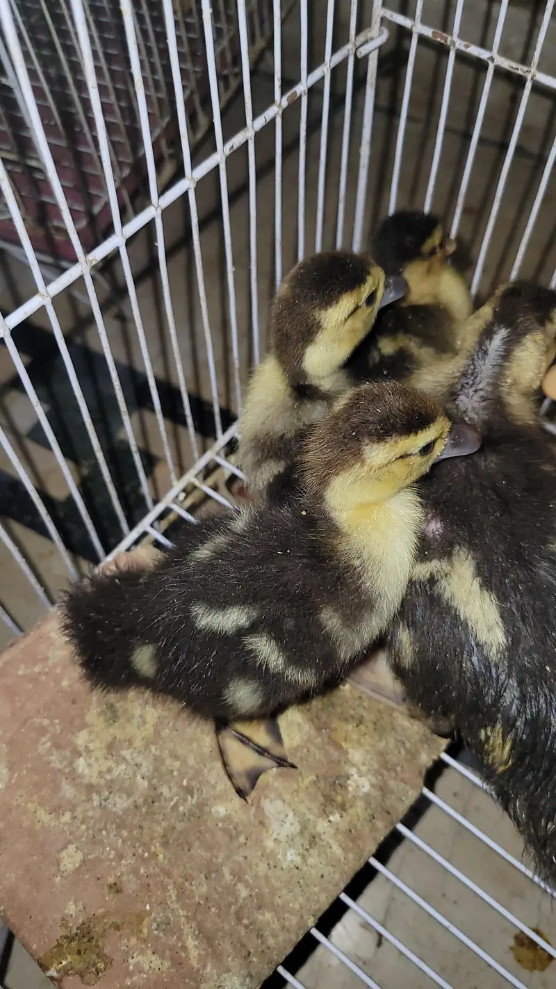 musvovy ducks baby and duckling for sale — photo 4