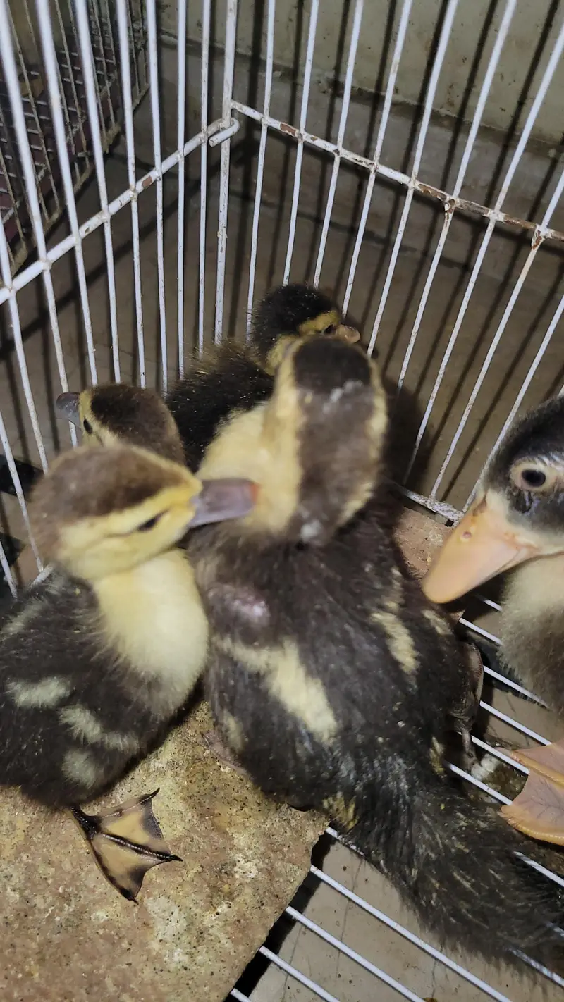 musvovy ducks baby and duckling for sale — photo 5