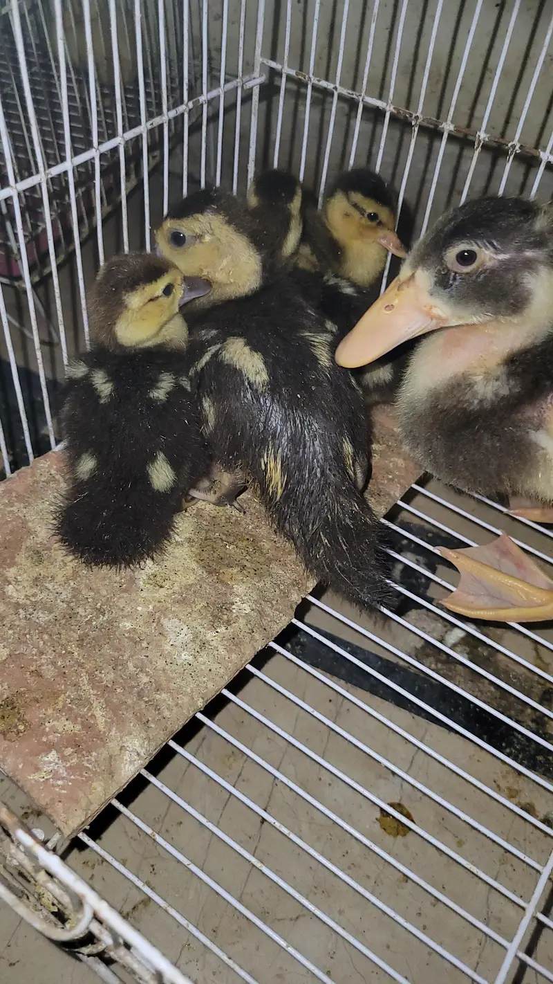 musvovy ducks baby and duckling for sale — photo 6