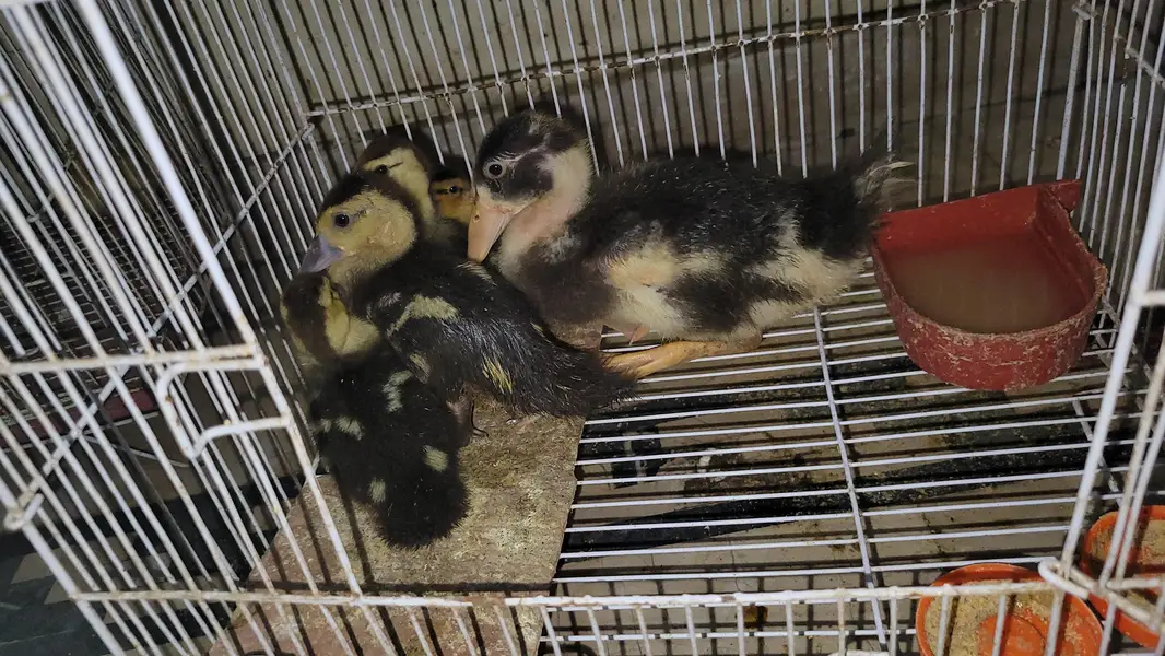 musvovy ducks baby and duckling for sale — photo 7
