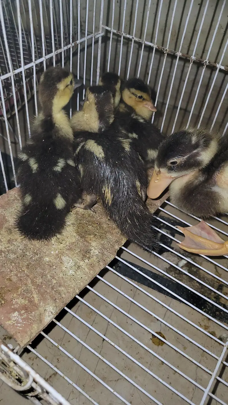 musvovy ducks baby and duckling for sale — photo 8