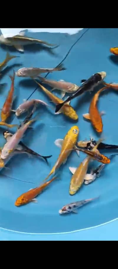 Koi shubunkin for sale