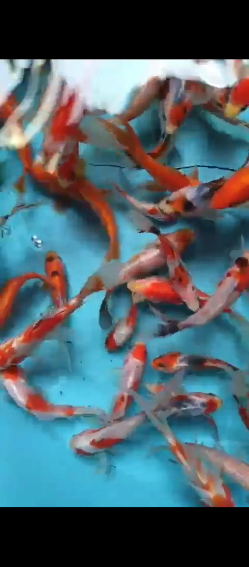 Koi shubunkin for sale — photo 3