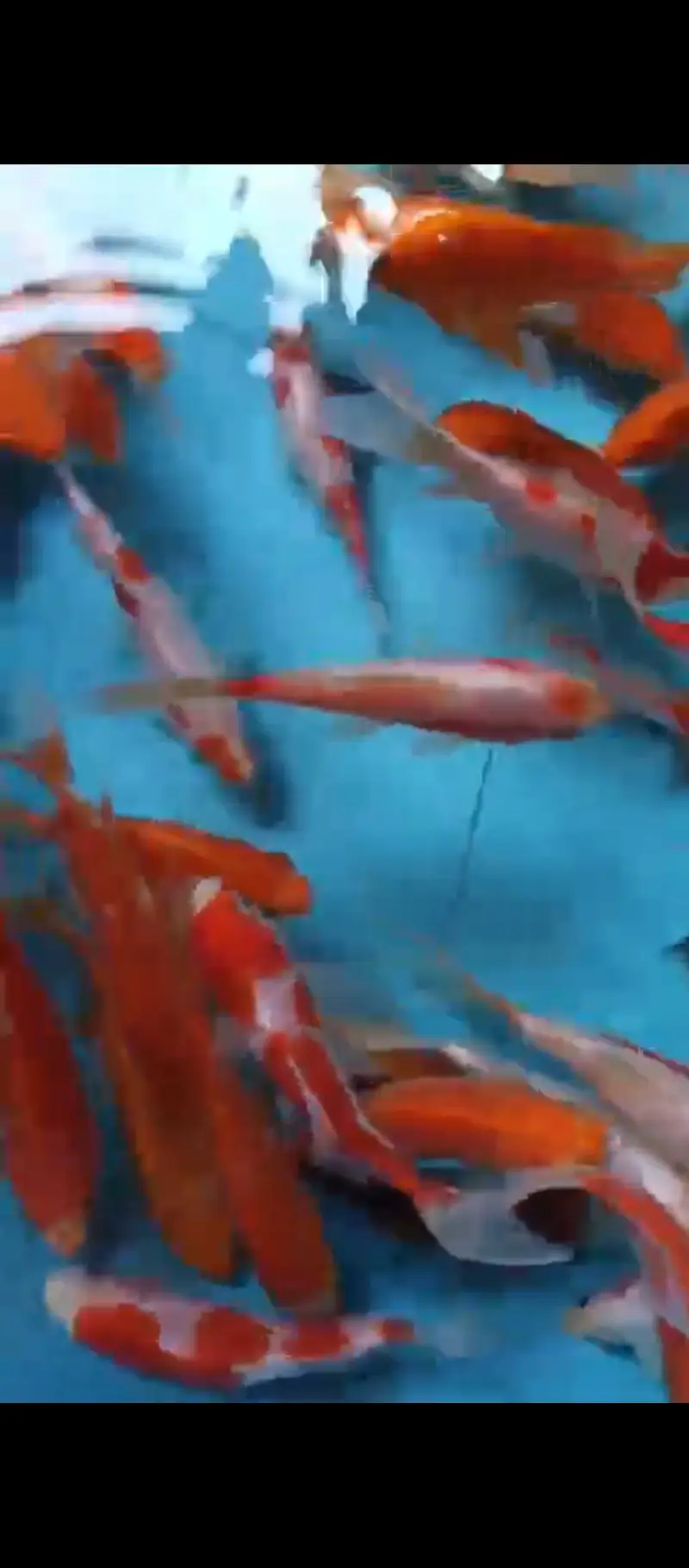 Koi shubunkin for sale — photo 4