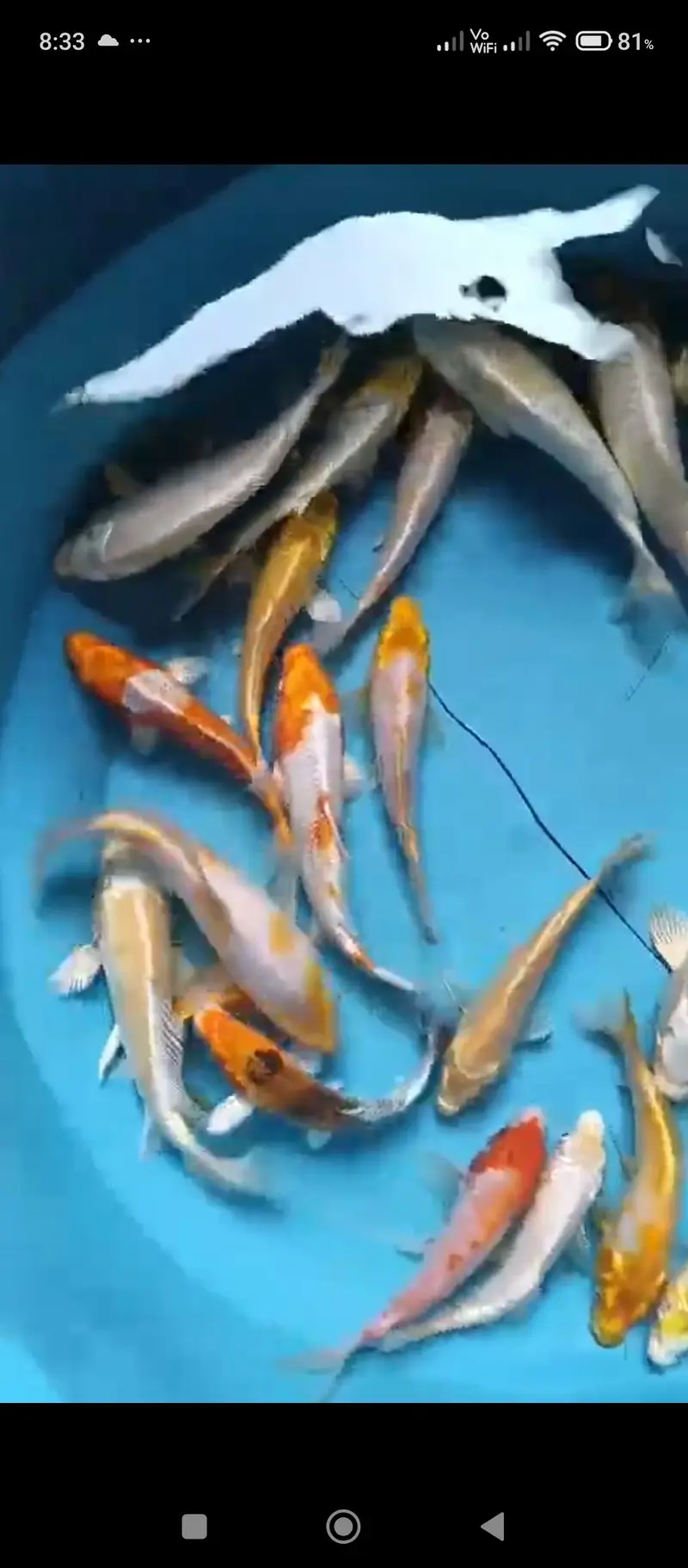 Koi shubunkin for sale — photo 6